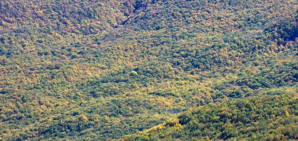 Bela Floresta Outono Alto Das Montanhas — Fotografia de Stock