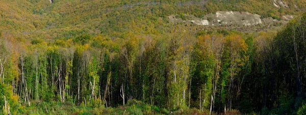 Bella Foresta Autunnale Montagna — Foto Stock