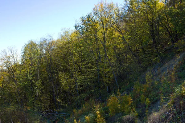 山の美しい秋の森 — ストック写真