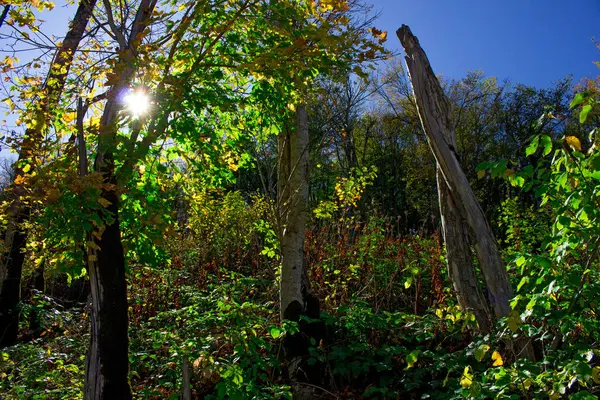 Bella Foresta Autunnale Montagna — Foto Stock