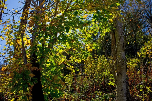 Piękny Jesienny Las Górach — Zdjęcie stockowe