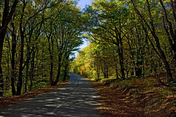 Beau Virage Route Dans Forêt Automne — Photo
