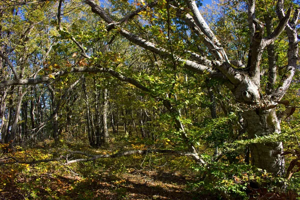 Красивый Осенний Лес Горах — стоковое фото