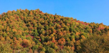 Güzel sonbahar ormanı Dağların tepesinde.