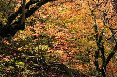 Güzel sonbahar ormanı Dağların tepesinde.