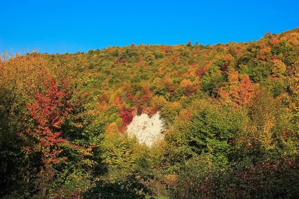 Осенний Лес Высоко Горах — стоковое фото