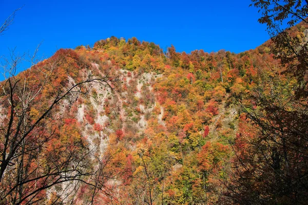 Gyönyörű Őszi Erdő Fent Hegyekben — Stock Fotó