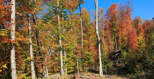 Alberi Caduti Nella Foresta Autunnale Azerbaigian Regione Ismayilli — Foto Stock