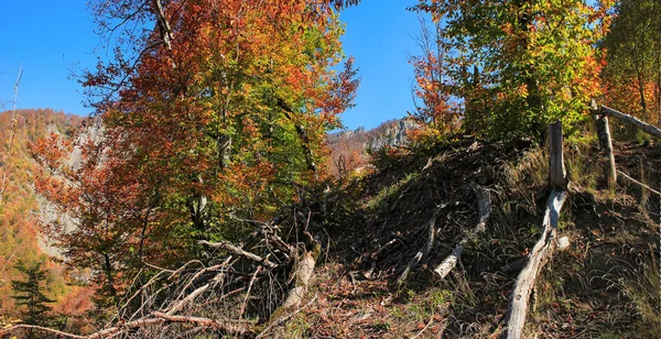 Padlé Stromy Podzimním Lese Ázerbájdžán Ismayilli Region — Stock fotografie