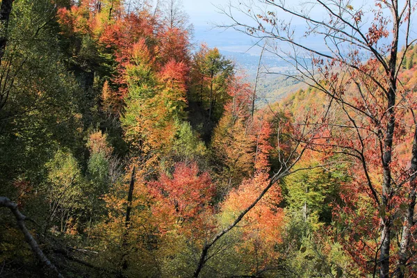 Bela Floresta Alto Das Montanhas — Fotografia de Stock