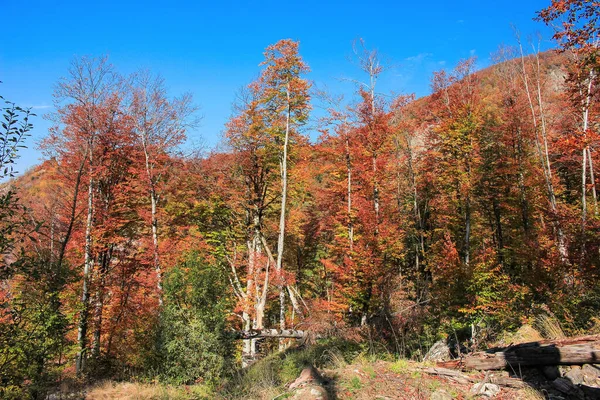 Падіння Дерев Осінньому Лісі Азербайджан Район Ізмаїллі — стокове фото