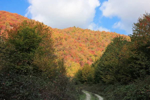 Дорога Ведущая Красивый Осенний Лес — стоковое фото