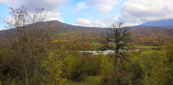 Belle Forêt Automne Haute Dans Les Montagnes — Photo