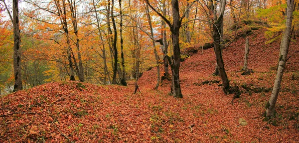 Piękny Jesienny Las Wysoko Górach — Zdjęcie stockowe