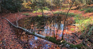 Small lake in the forest. Azerbaijan.