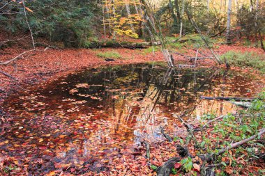 Small lake in the forest. Azerbaijan.