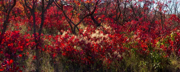 Beautiful Autumn Red Shrub Azerbaijan Khizi Region — Photo