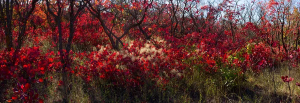 Bellissimo Arbusto Rosso Autunno Azerbaigian Regione Dei Khizi — Foto Stock