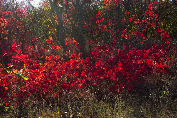 Beautiful Autumn Red Shrub Azerbaijan Khizi Region —  Fotos de Stock