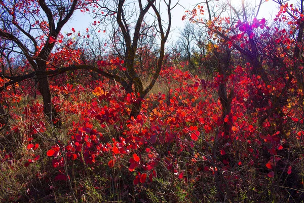 Beautiful Autumn Red Shrub Azerbaijan Khizi Region — Photo