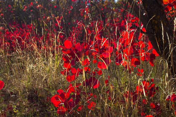 Beautiful Autumn Red Shrub Azerbaijan Khizi Region — Foto de Stock