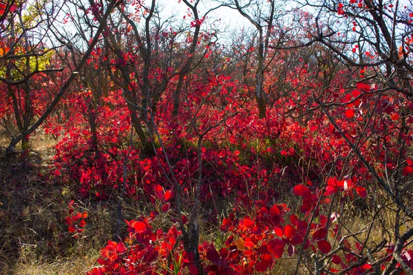 Beautiful Autumn Red Shrub Azerbaijan Khizi Region —  Fotos de Stock