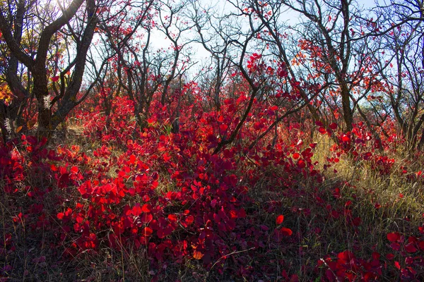 Bellissimo Arbusto Rosso Autunno Azerbaigian Regione Dei Khizi — Foto Stock
