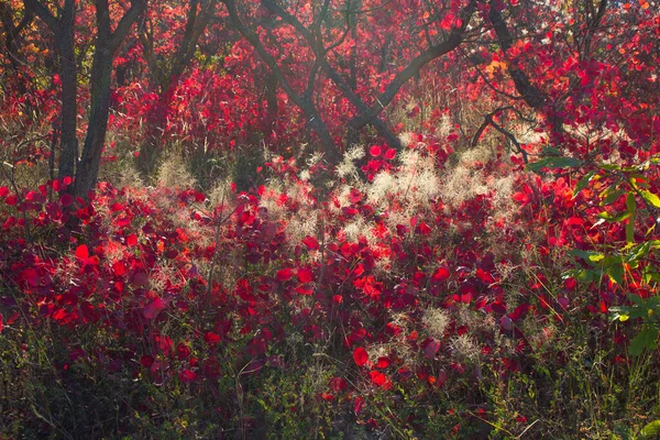 Piękny Czerwony Krzew Jesienny Azerbejdżan Region Khizi — Zdjęcie stockowe
