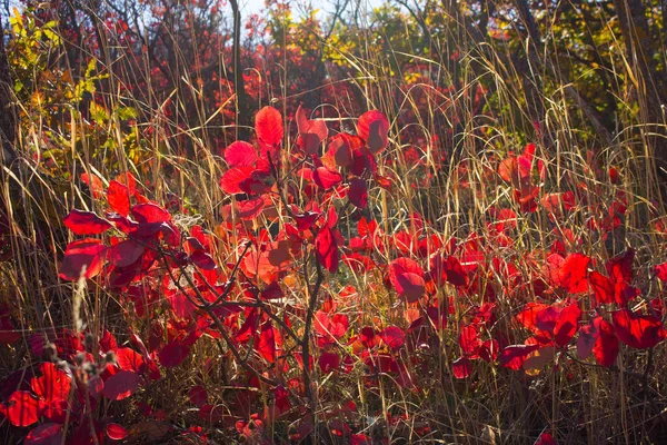Piękny Czerwony Krzew Jesienny Azerbejdżan Region Khizi — Zdjęcie stockowe