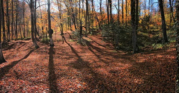 山の中の美しい秋の森 — ストック写真