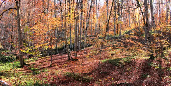 Осенний Лес Высоко Горах — стоковое фото