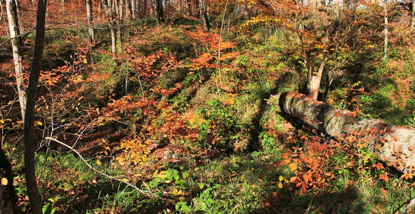 Krásný Podzimní Les Vysoko Horách — Stock fotografie