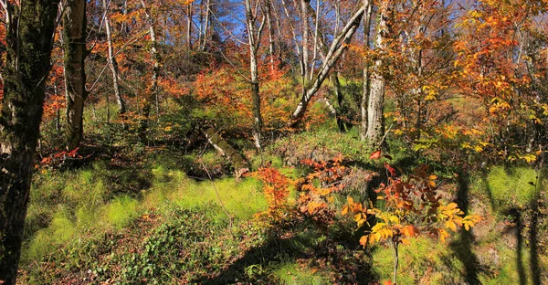 Piękny Jesienny Las Wysoko Górach — Zdjęcie stockowe