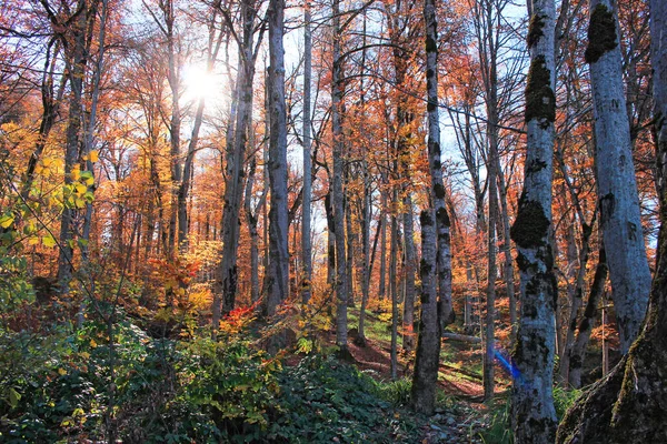 Prachtig Herfstbos Hoog Bergen — Stockfoto