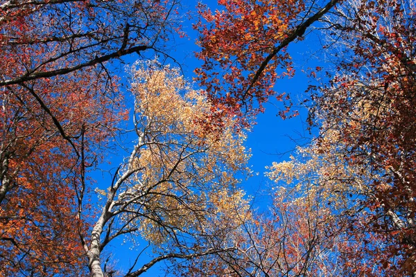 Piękna Kolorowa Korona Drzewa Tle Nieba — Zdjęcie stockowe