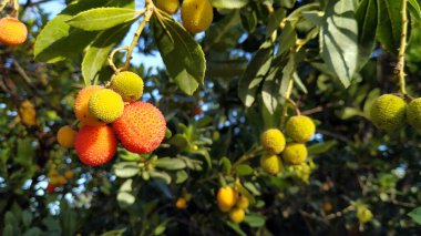 Beautiful ripe red fruits are not a bush