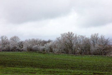 Beautiful trees in green fields in winter. The village of Ivanovka. Azerbaijan.