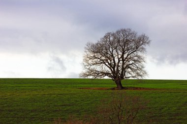 Beautiful trees in green fields in cloudy weather. The village of Ivanovka. Azerbaijan.