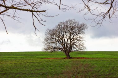 Beautiful trees in green fields in cloudy weather. The village of Ivanovka. Azerbaijan.
