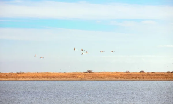 Флоксы Белых Лебедей Вылетают Воды — стоковое фото