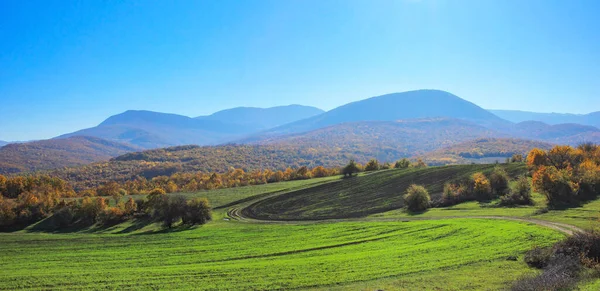 Keimender Grüner Weizen Auf Einem Gepflügten Feld — Stockfoto