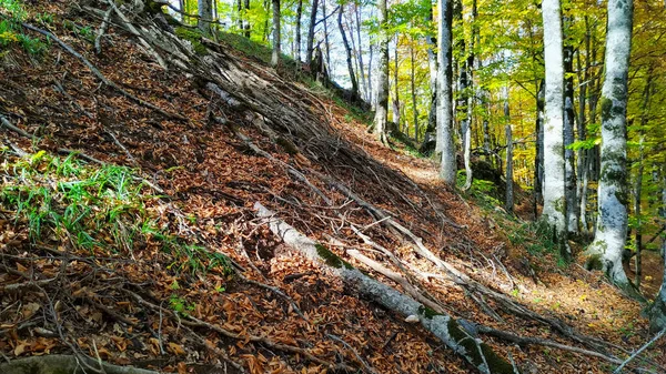 Old Trees Autumn Forest High Mountains — Photo