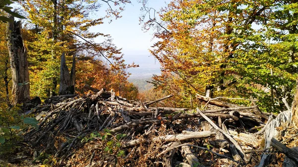 Staré Stromy Podzimním Lese Vysoko Horách — Stock fotografie
