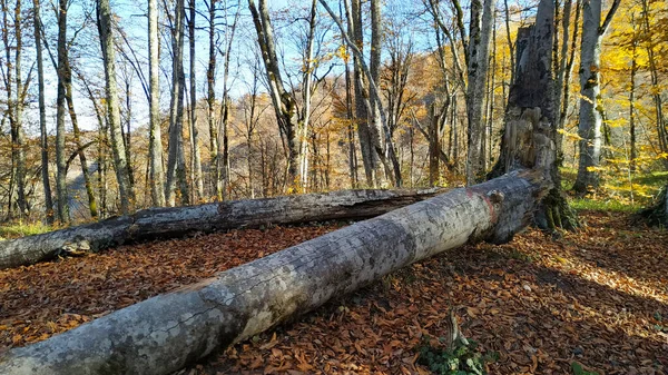 Старые Деревья Осеннем Лесу Высоко Горах — стоковое фото