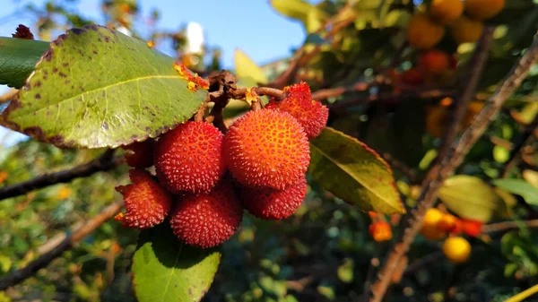 Beautiful Ripe Red Fruits Bush —  Fotos de Stock