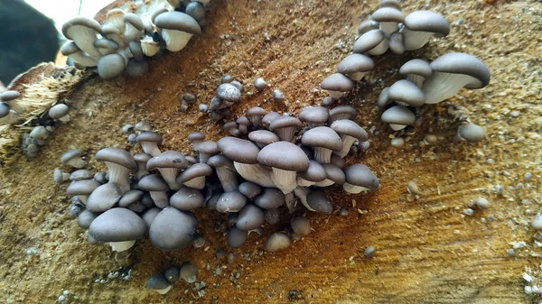 Small Mushrooms Tree Cut Name Oyster Mushroom — Stok fotoğraf