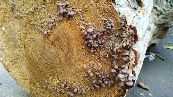 Small Mushrooms Tree Cut Name Oyster Mushroom — Stok fotoğraf