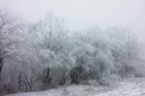 Piękne Białe Drzewa Śniegu Lesie — Zdjęcie stockowe