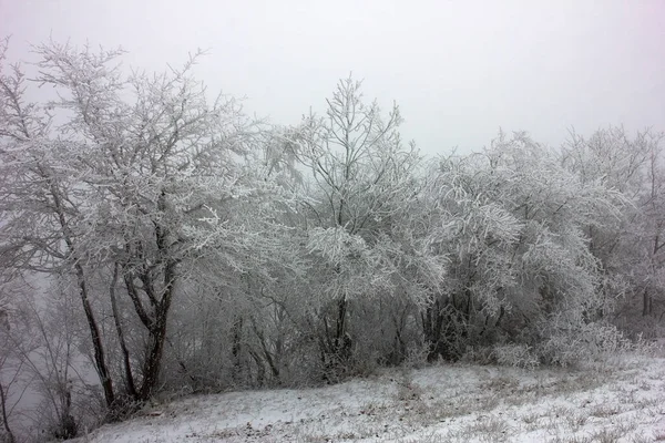 Piękne Białe Drzewa Śniegu Lesie — Zdjęcie stockowe