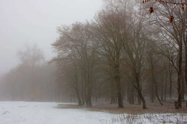 Una Bellissima Foresta Ricoperta Dalla Prima Neve Villaggio Ivanovka Azerbaigian — Foto Stock